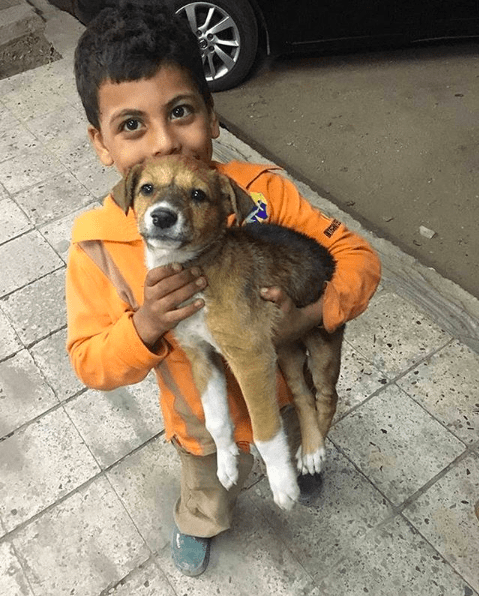 The street dogs of Egypt.