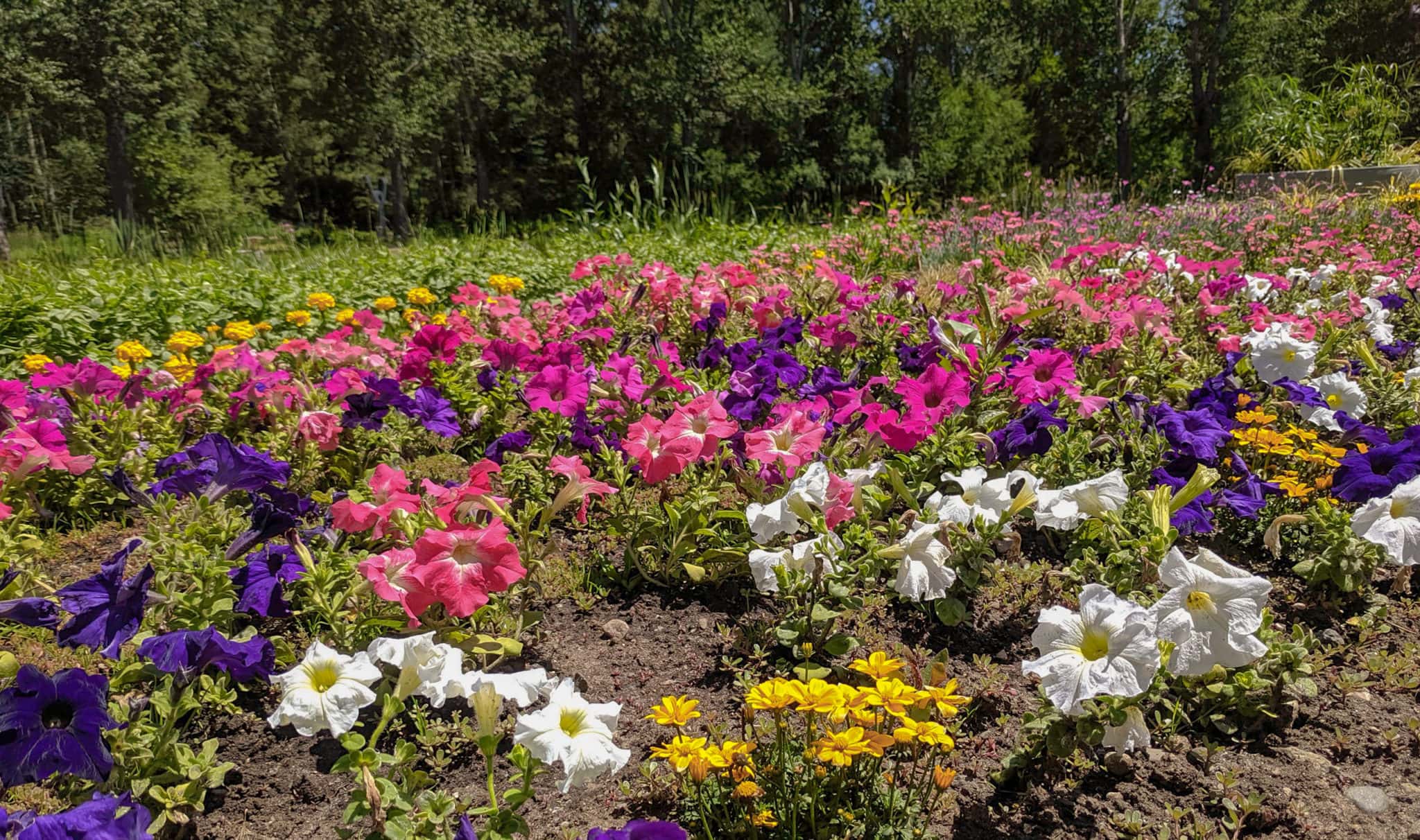 Yampa River Botanic Garden