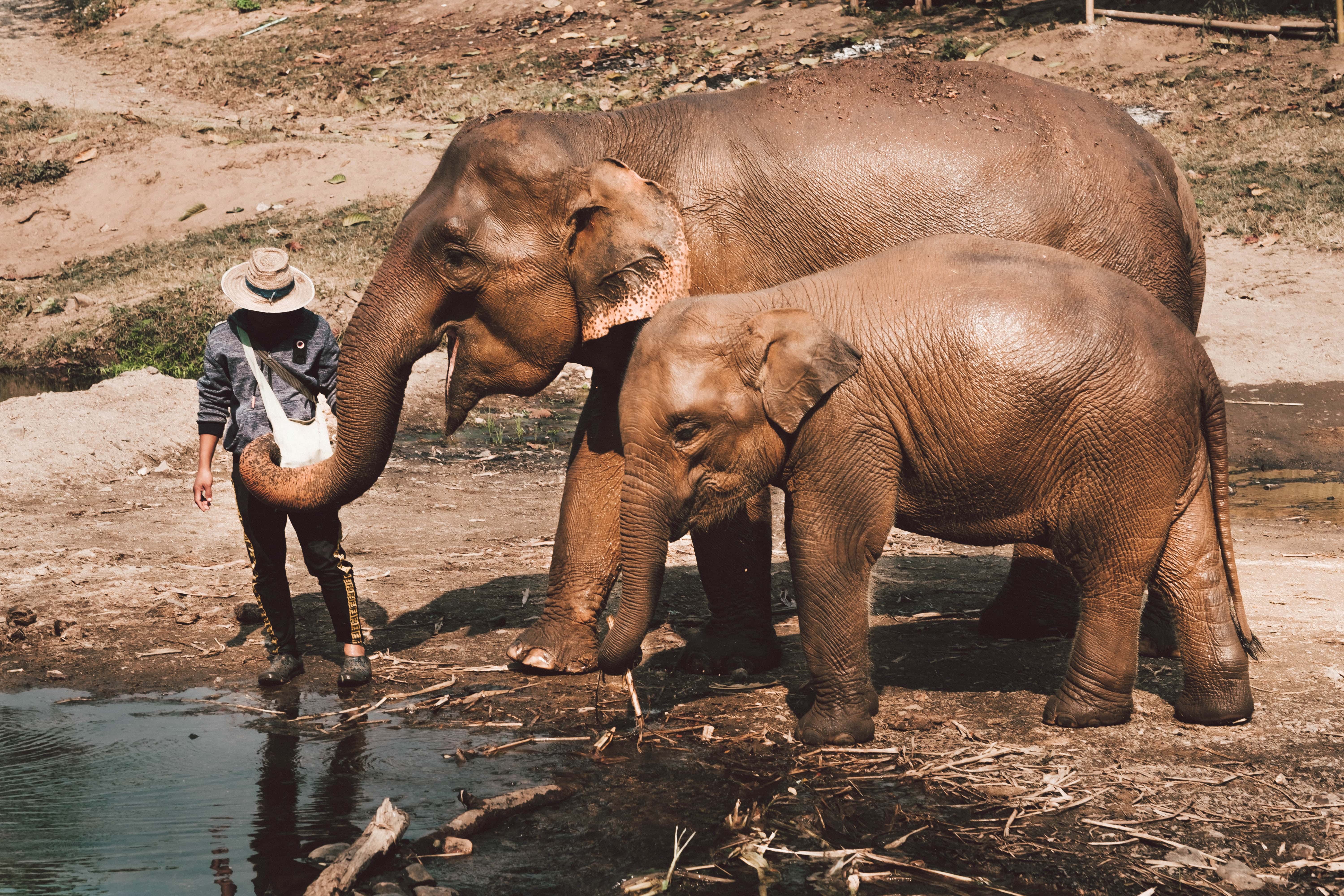 Elephant Nature Park - Thailand Itinerary 10 Days