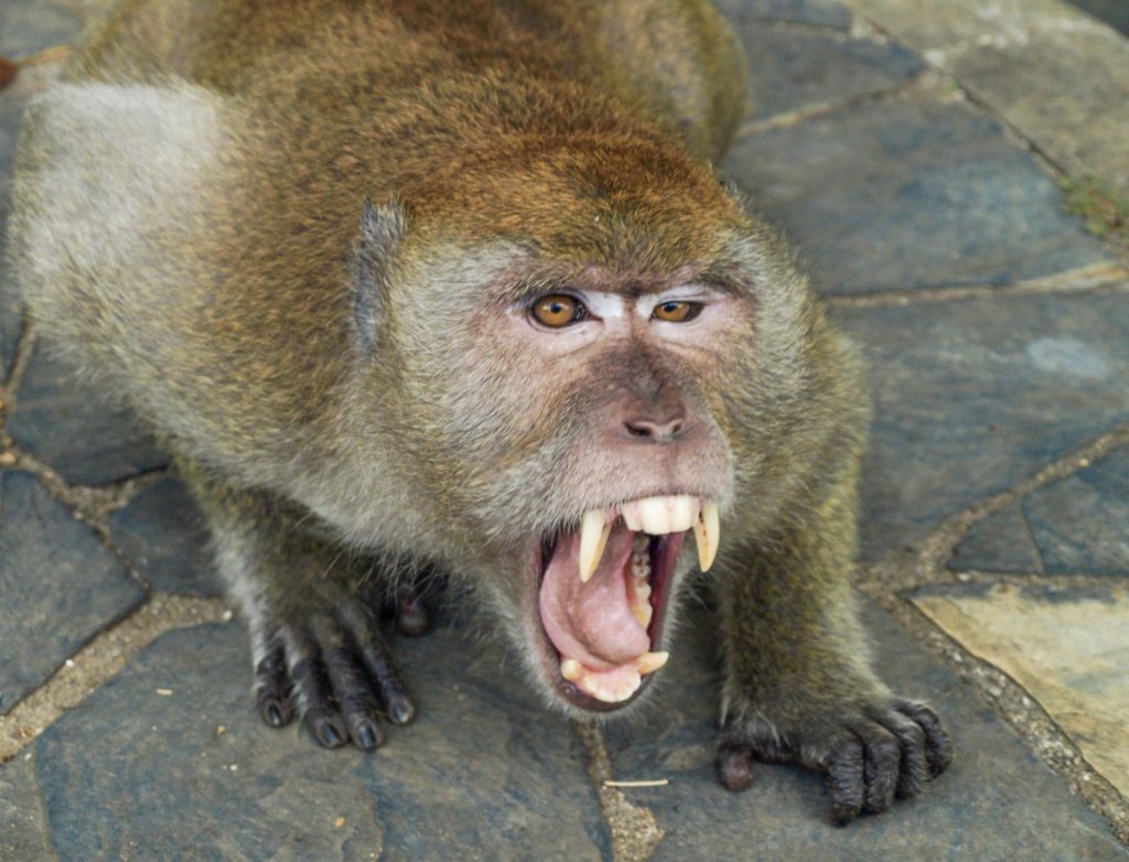 Monkey Forest