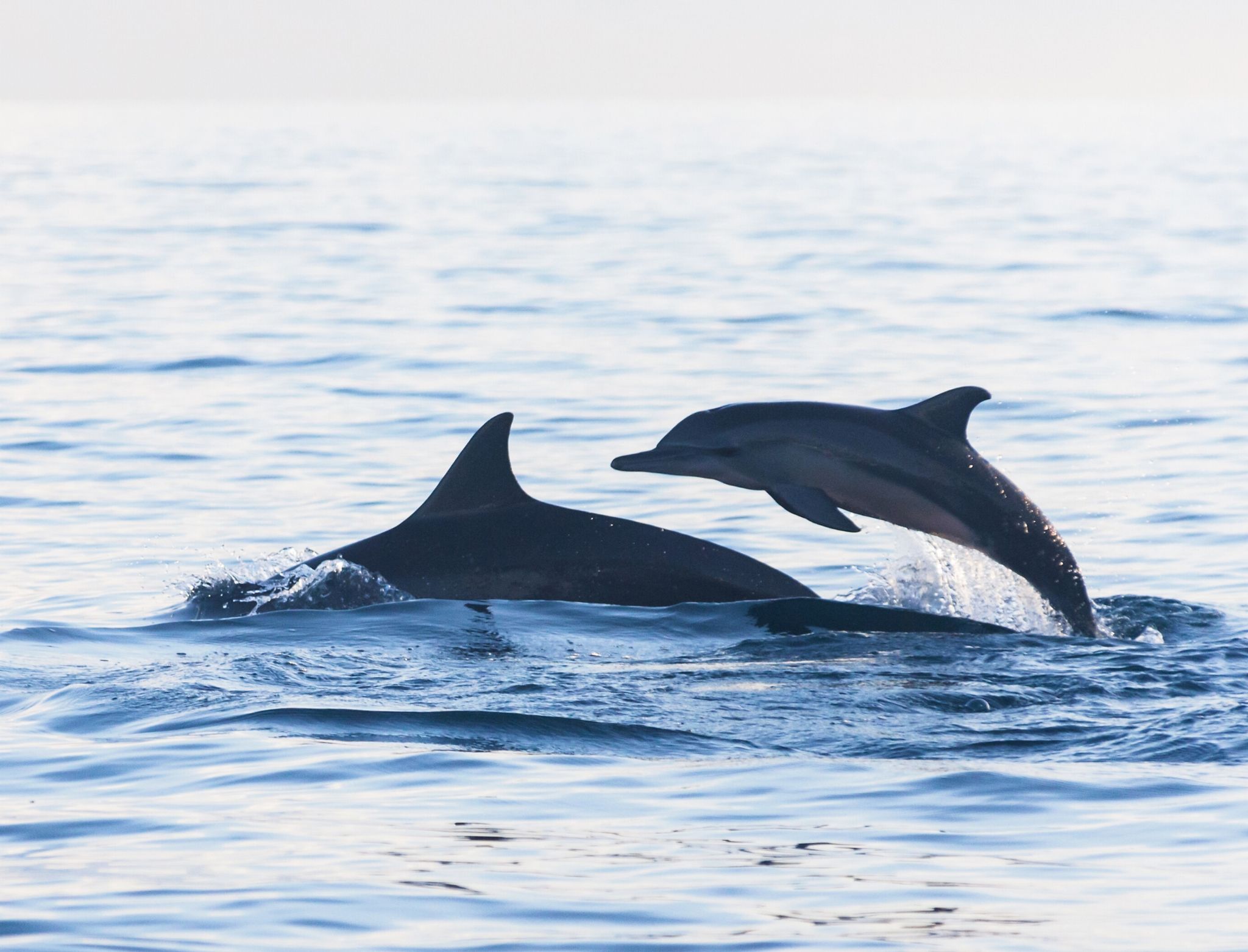 Dolphins in Lovina