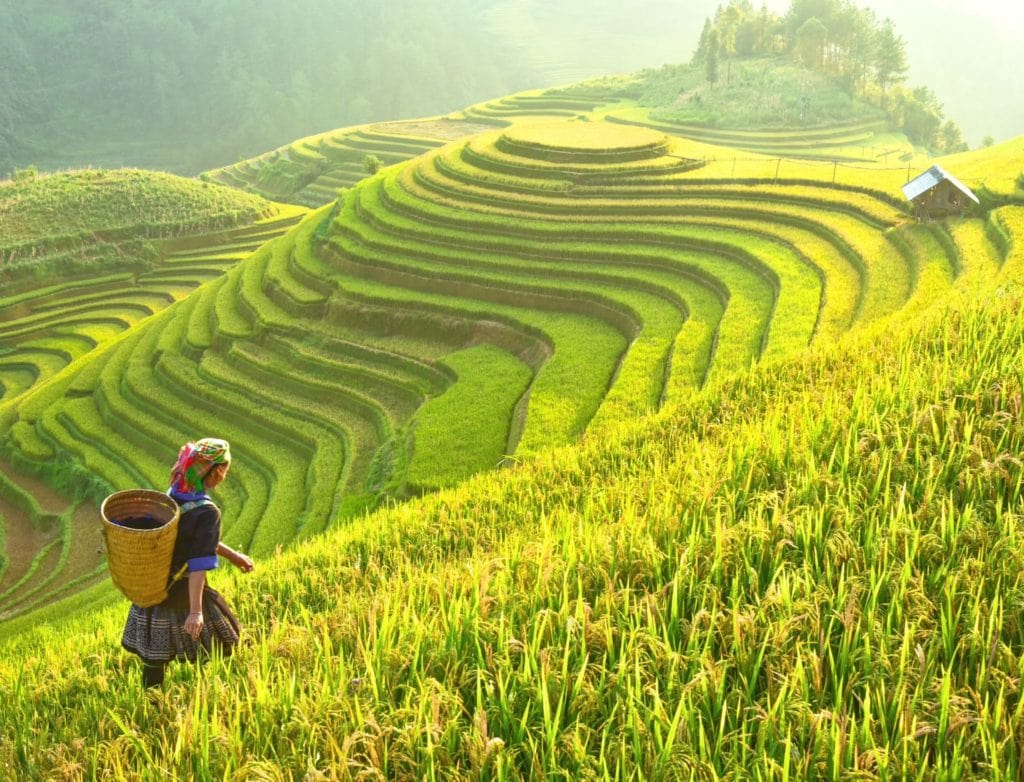 Rice Terraces