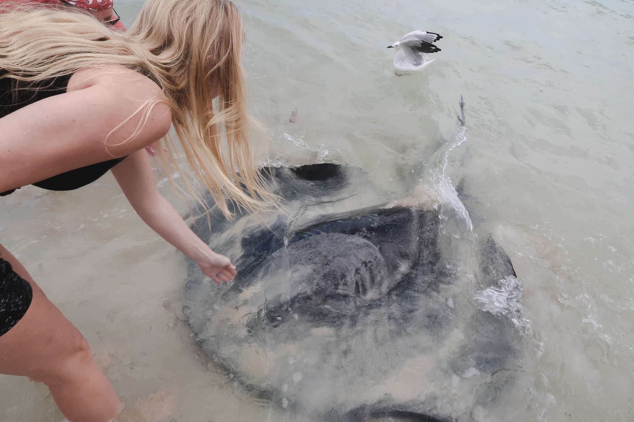 Petting the stingrays at Hamelin Bay during our Western Australia road trip 