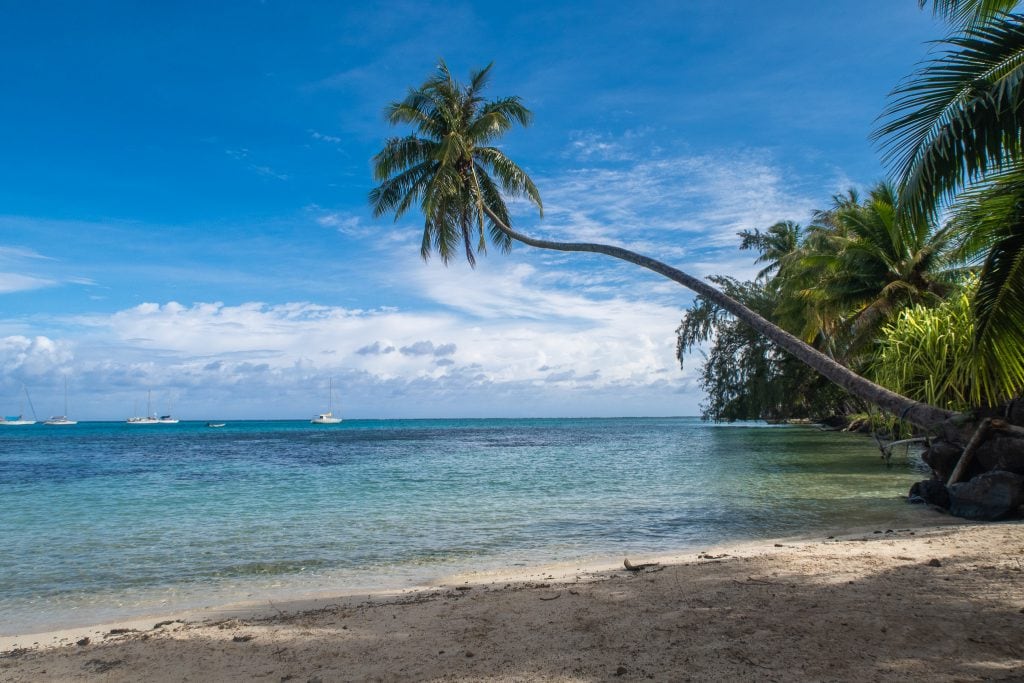 Ta'ahiamanu Beach With Palm Tree Over The Ocean Moorea