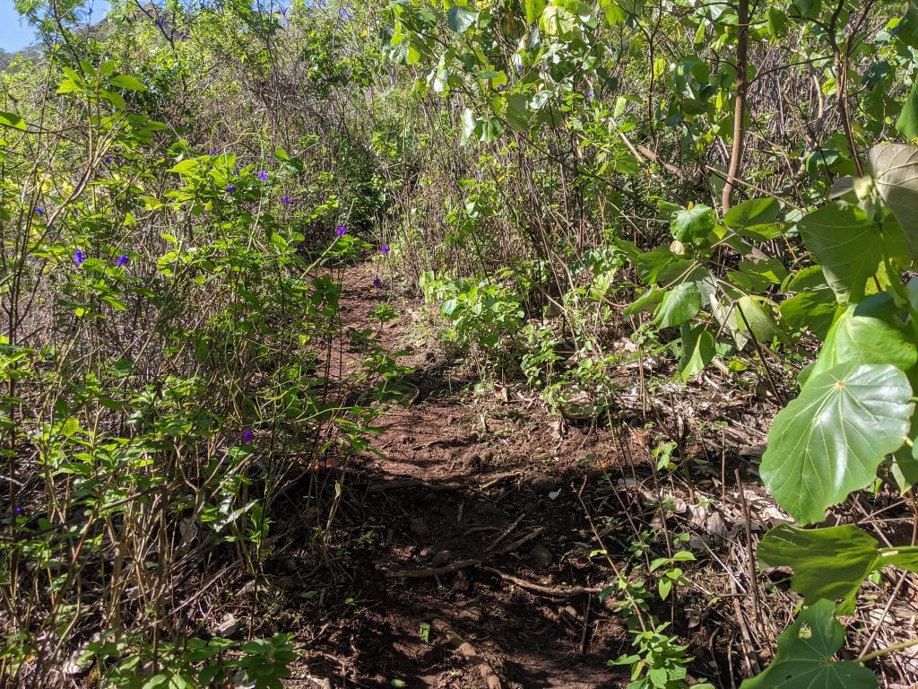 Trail Conditions For Rotui Hike In Moorea