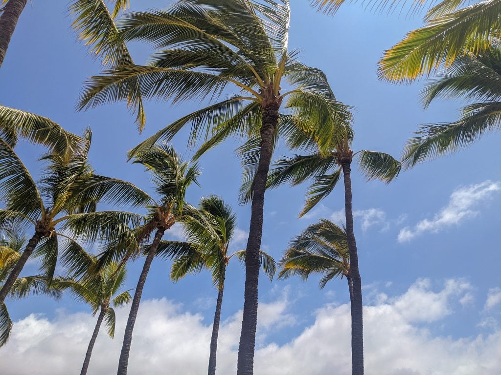 Palm Trees In Kona, Hawaii With Blue Skies Behind.