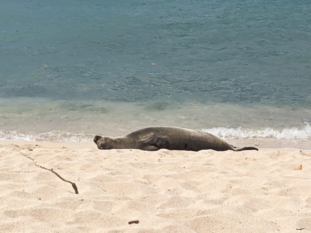 A Seal Laying Face Up On The Beach Near Kona, Hawaii.