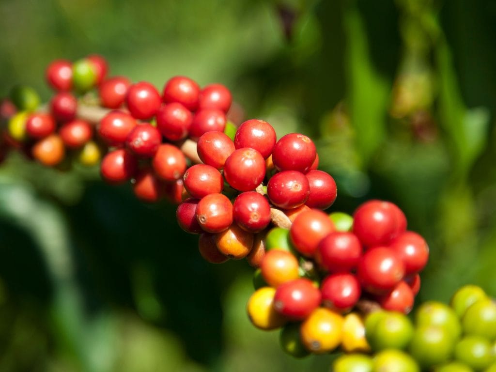 Coffee Beans At Kona Coffee Company.