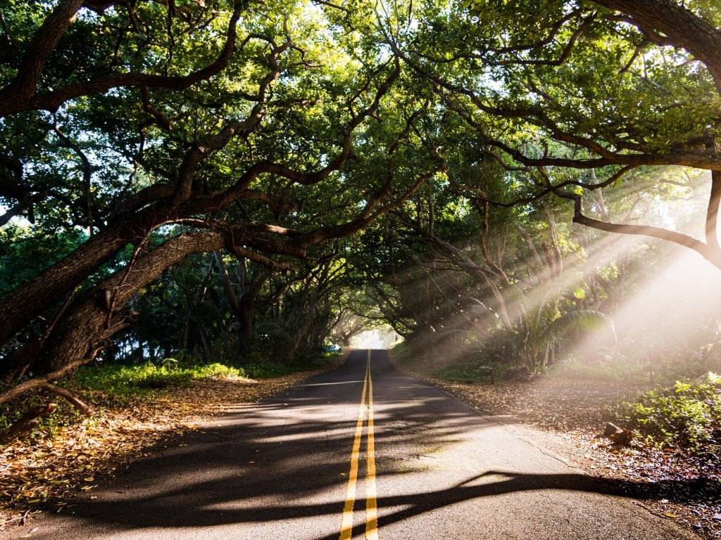 Kapoho Kalapana Scenic Drive Road Surrounded By Tropical Trees With Light Shining Through.