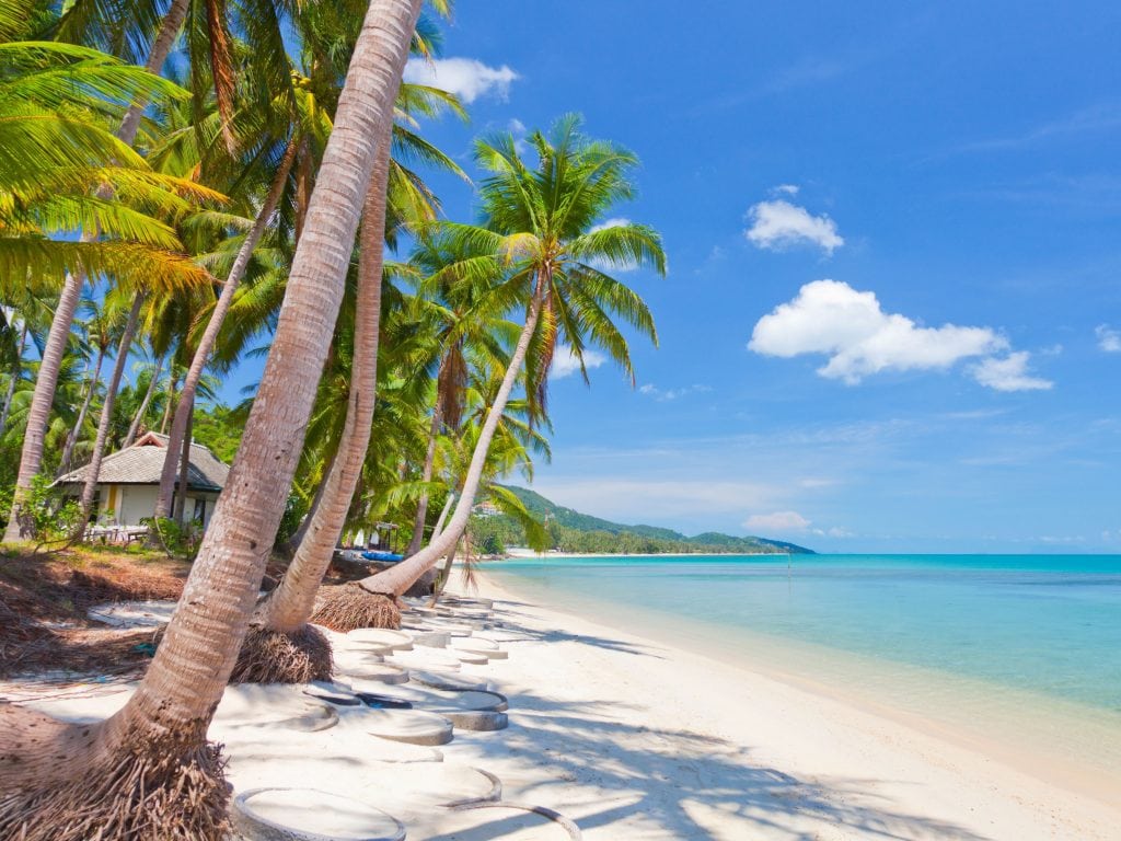Palm Trees And White Sand Beaches on Koh Samui Thailand.
