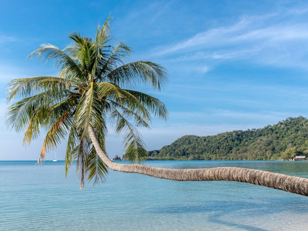 Palm Tree Extending Out Over the Ocean In Koh Mak, Thailand.