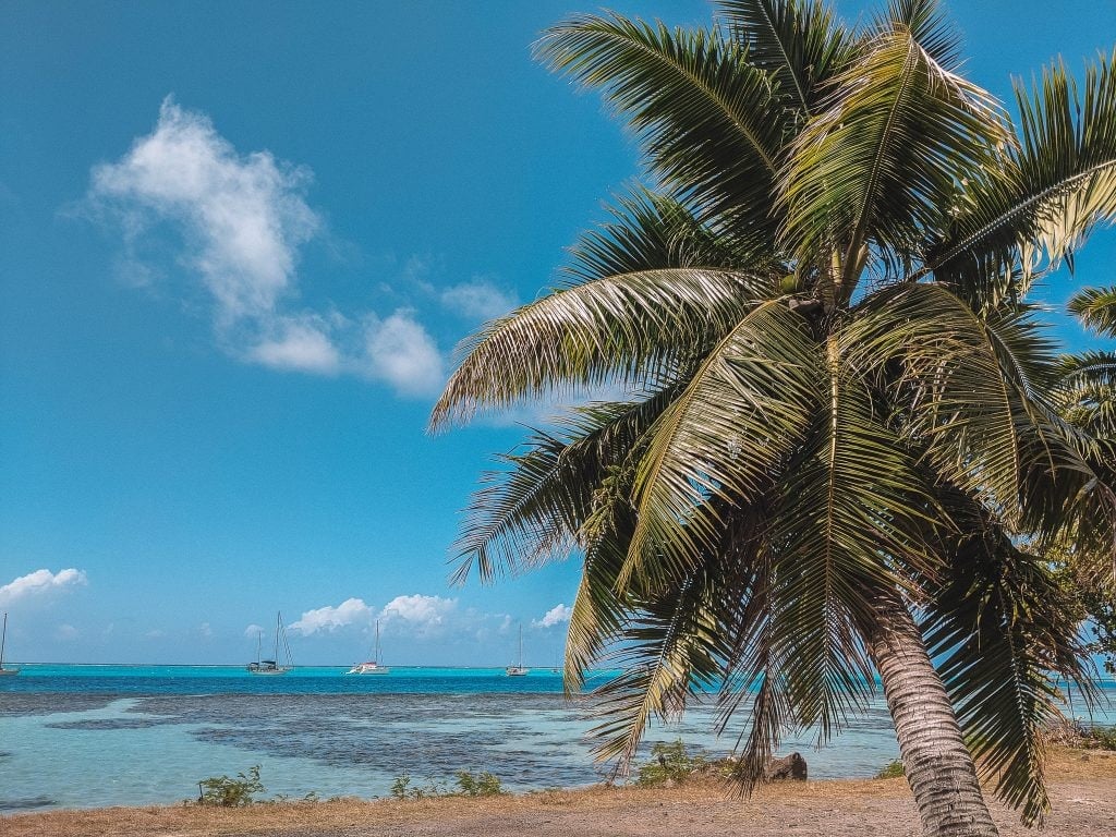 Whether you choose Fiji vs Bora Bora, you'll see beautiful palm trees and sandy blue beaches like this one in the French Polynesia.