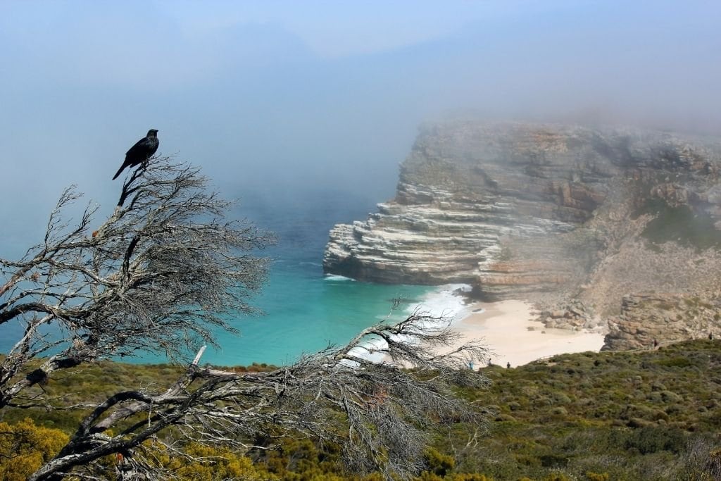 Diaz Beach Covered in Fog With A Black Bird Perched on a Tree in the Foreground.
