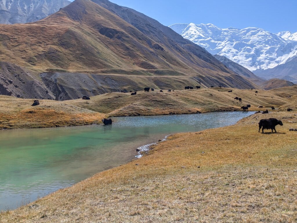 Yaks Standing In The Water In Kyrgyzstan; One of the Reasons Why It Isn't Safe To Drink From Lakes and Streams.