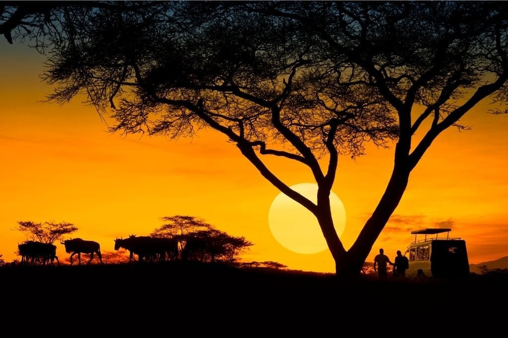 A Morning or Evening Safari is One of the Most Adventurous Things You Can Do In South Africa.