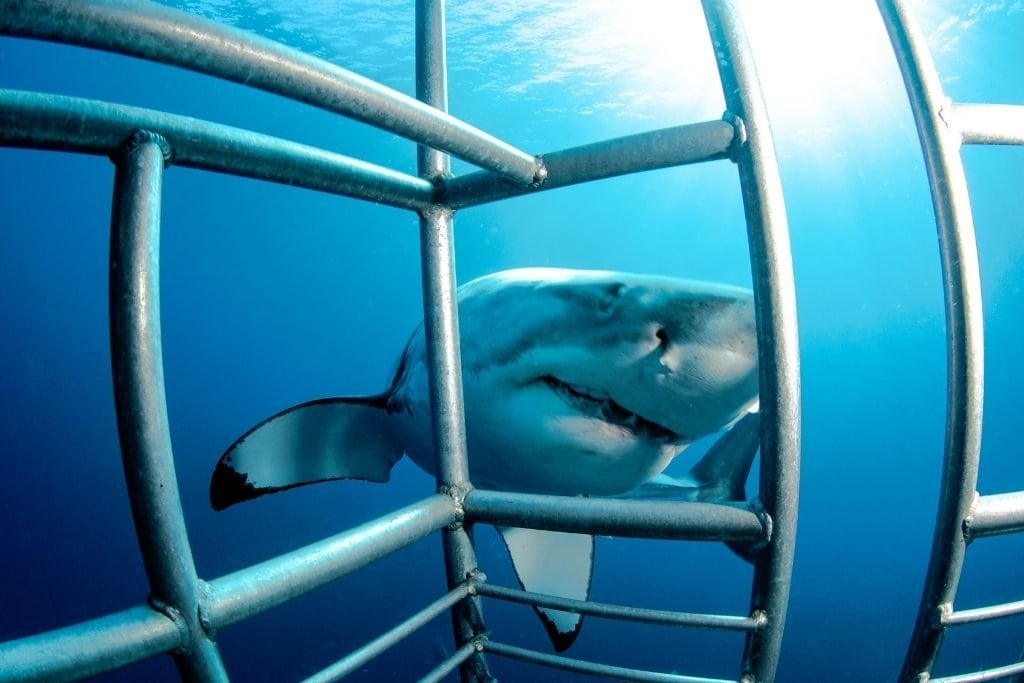 A Great White Shark Approaching A Cage Full of Cave Divers In South Africa.