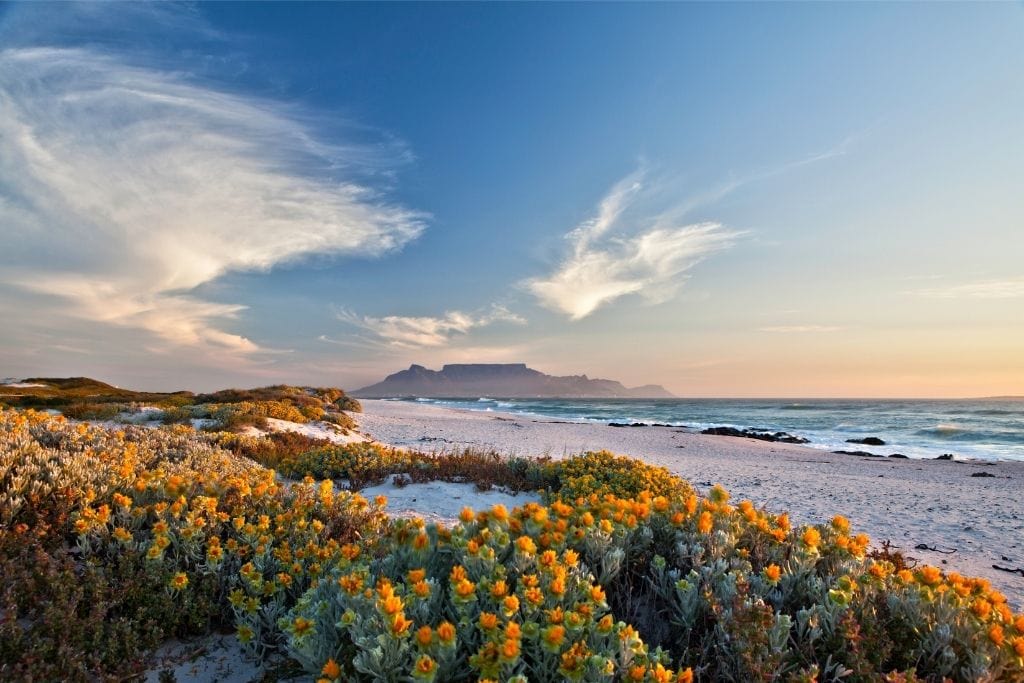 The Best Time To Visit Cape Town Is The Spring When The Wildflowers Are Blooming.