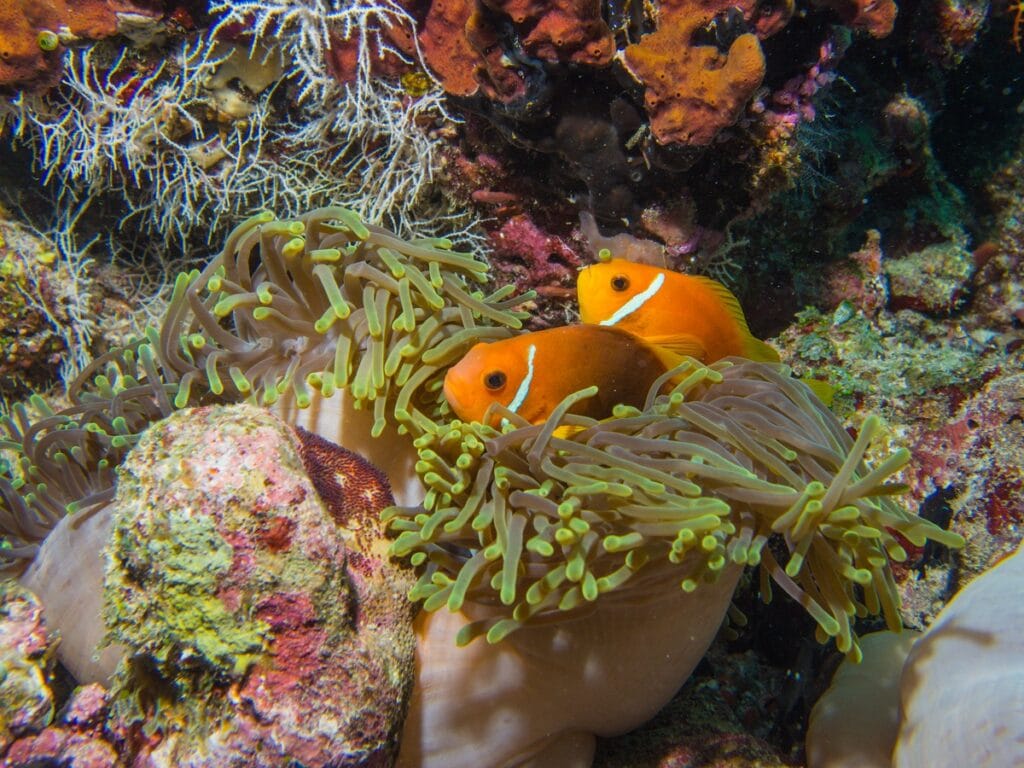 Do you think these cute little guys know they are swimming in one of Australia's world heritage sites? or is it just us and our silly names and titles?!