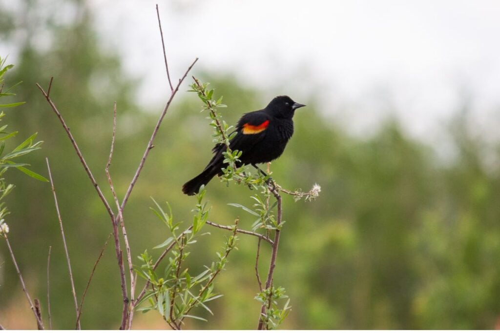 Red Winged Blackbird, a bird commonly seen when camping in Ontario