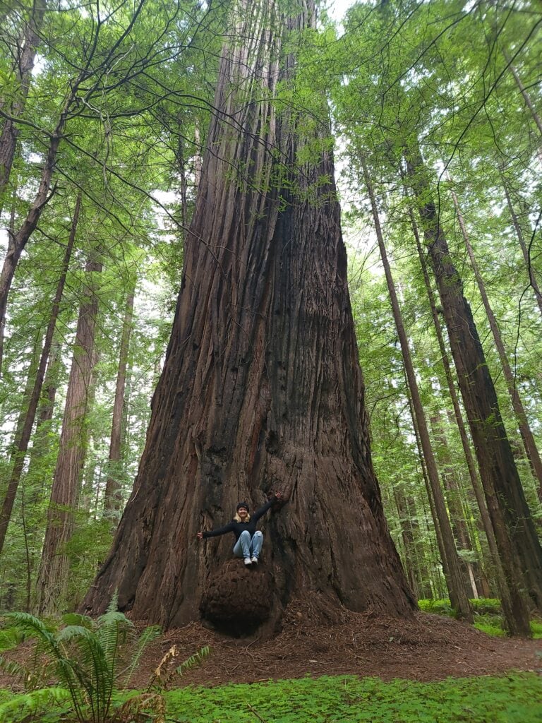 Avenue of the Giants, the perfect place for a scenic drive in Northern California
