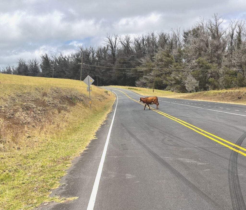 Cows on the road on the drive to Haleakala summit in Maui