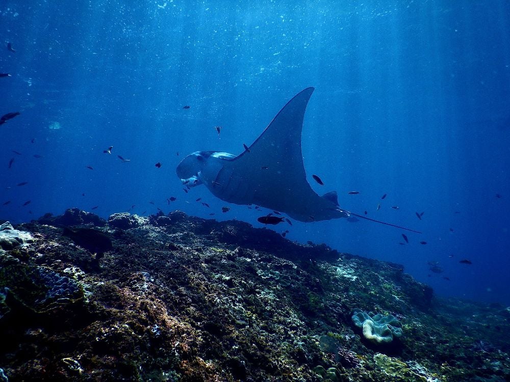 Diving with Sting Rays is one of the best things to do off the coast of Big Island, and is worth considering when deciding which Hawaiian island to visit.