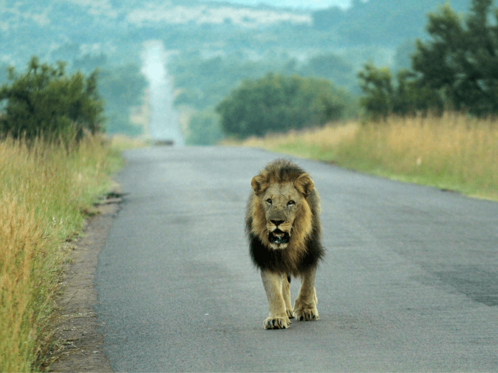 Lion in Pilanesberg National Park, one of the top things to do near Johannesburg