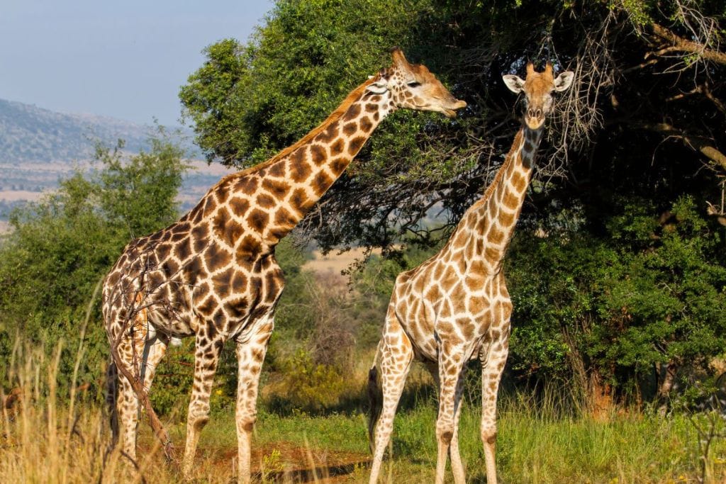 Giraffes in Pilanesberg National Park, one of the reasons why visit Johannesburg