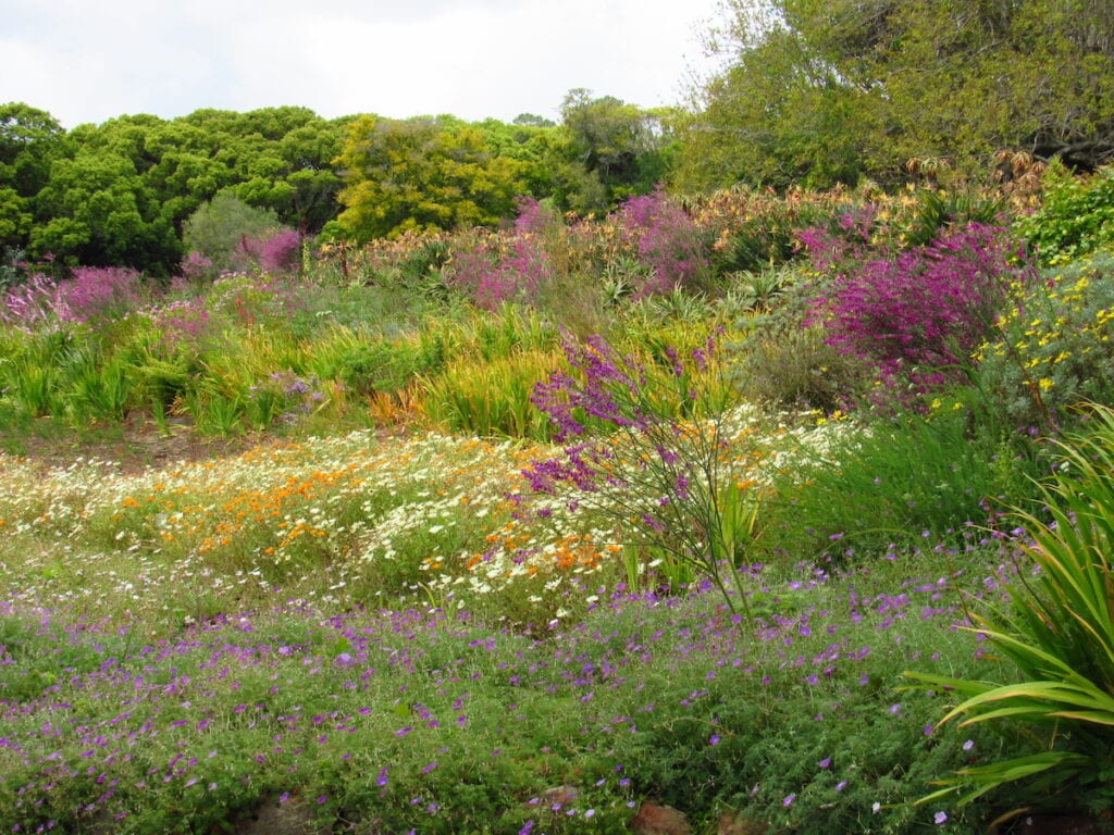 Wildflowers near Cape Town, South Africa