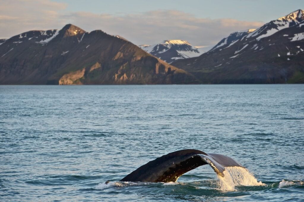 Try to spot whales on your trip to Iceland in August.