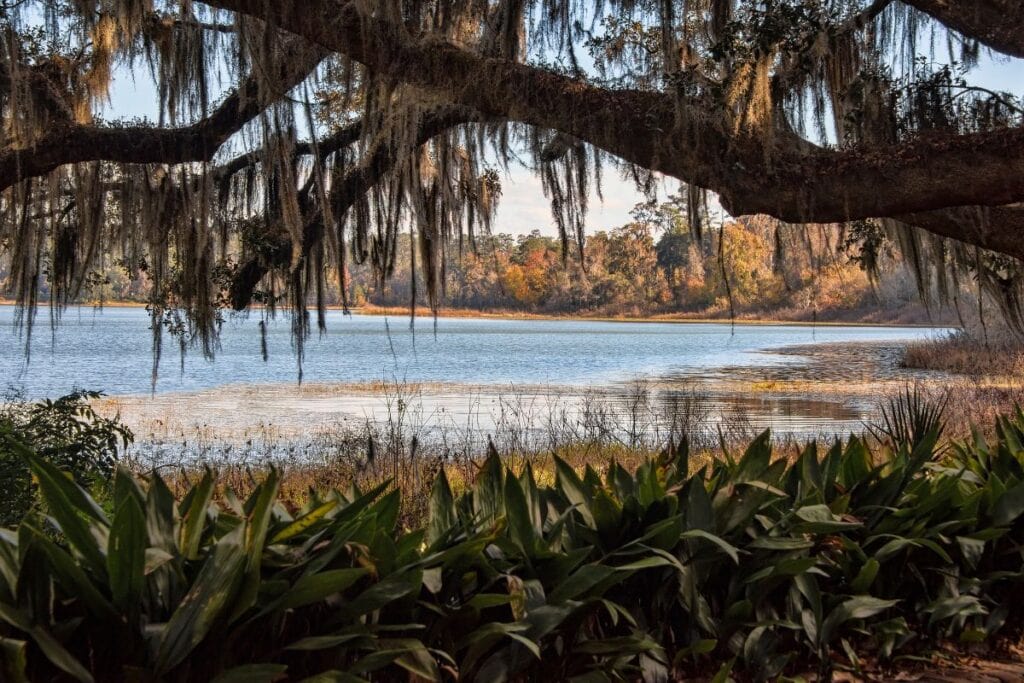 The Prairie Lakes Loop is a breathtaking hiking trail located in Central Florida in the Kissimmee Prairie Preserve State Park. 