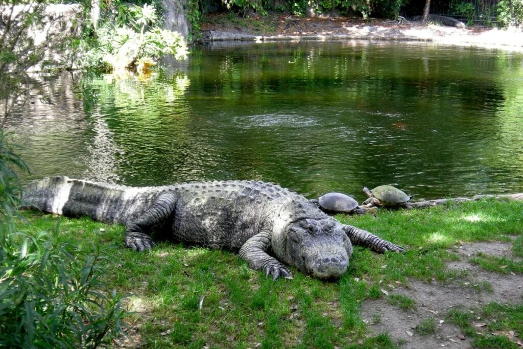 Florida is home to a variety of wildlife, including alligators.