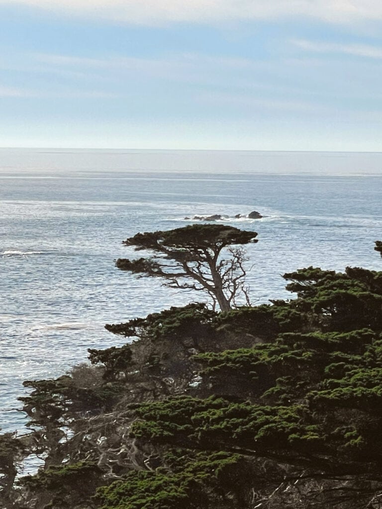Rent bikes at one of the many bike shops in town and take the Scenic Road - a favorite activity when visiting Carmel by the Sea.