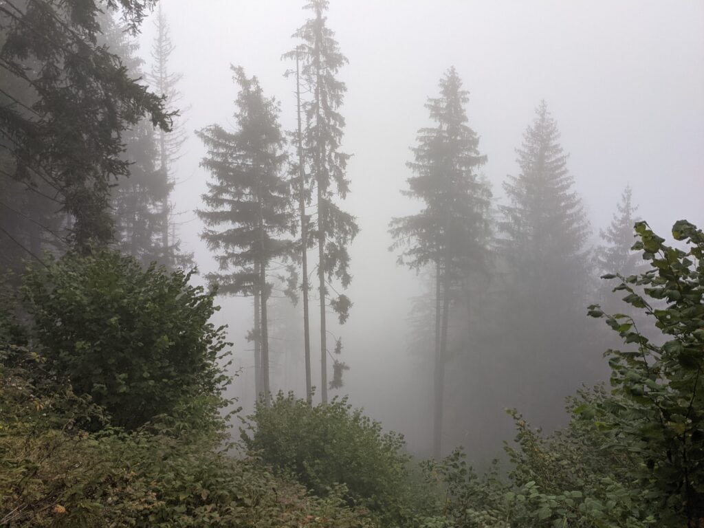 A photo of a rainy day in nature with fog and trees.