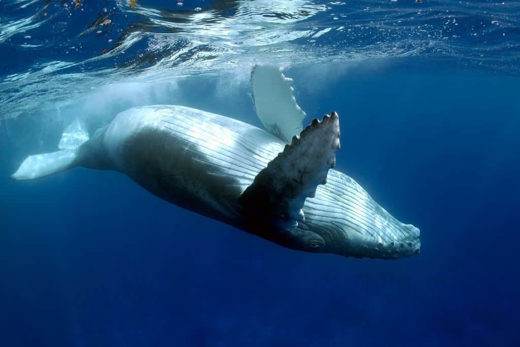 Humpback whale swimming in the ocean