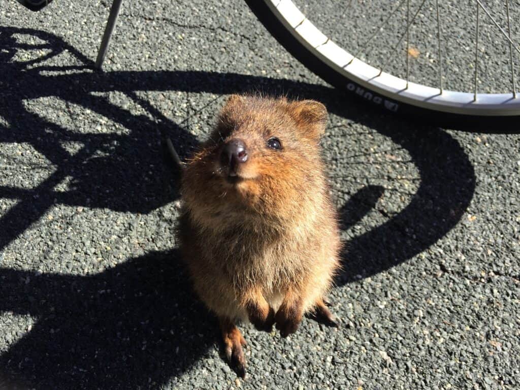 Australia is worth visiting just to take a quokka selfie.