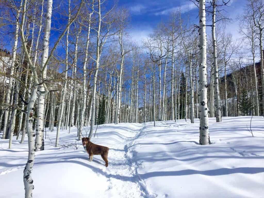 Some breakfast restaurants in Aspen are dog friendly so you can dine alongside your pooch.