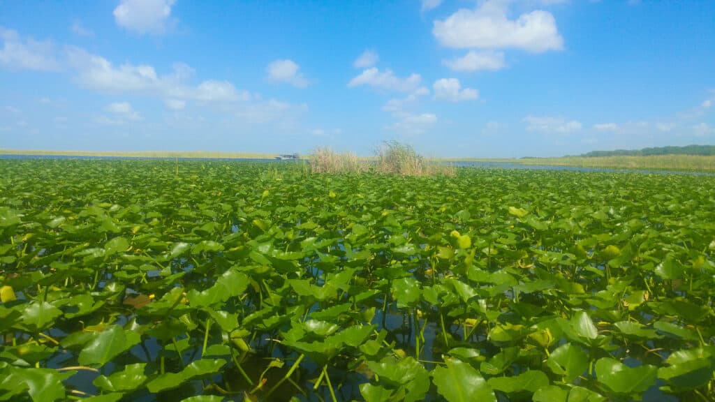 Green plants reaching out of the swamp waters of the Everglades.