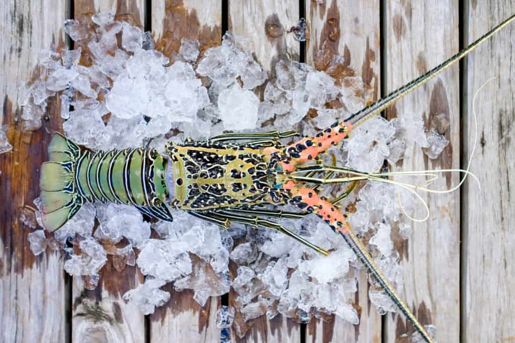 Lobster on Ice in Fiji while staying in an Overwater Bungalow