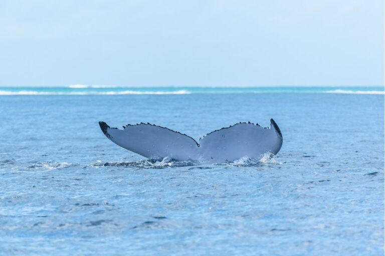 whale tail out of the water