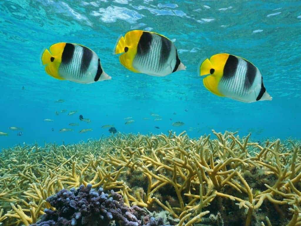 Black and yellow fish swimming above a coral reef in the ocean.