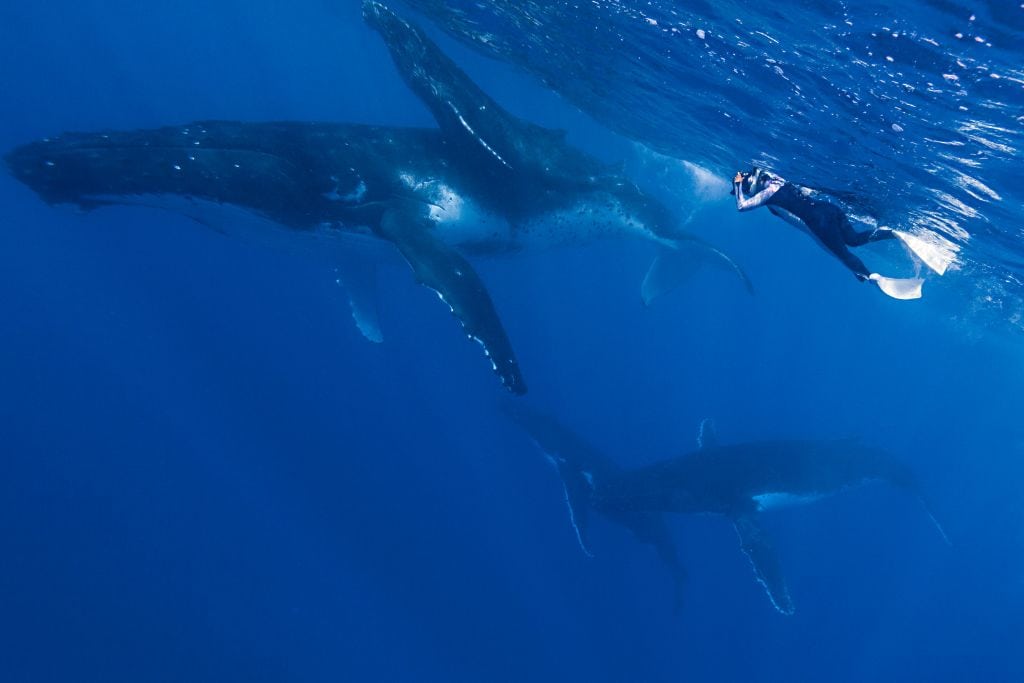 Human swimming with humpback whales.