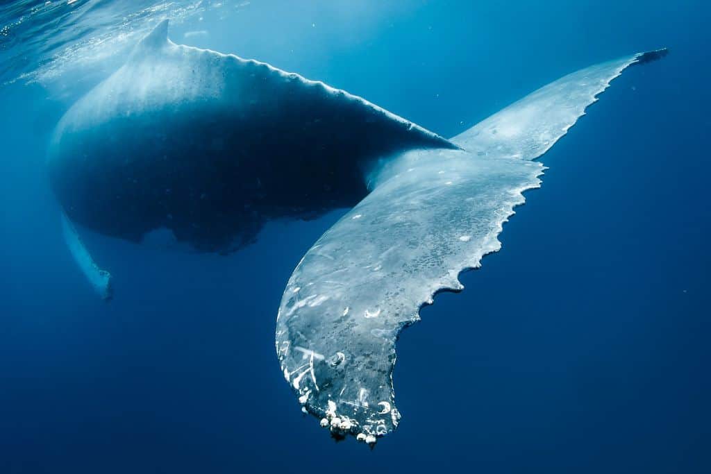 Humpback whale swimming away