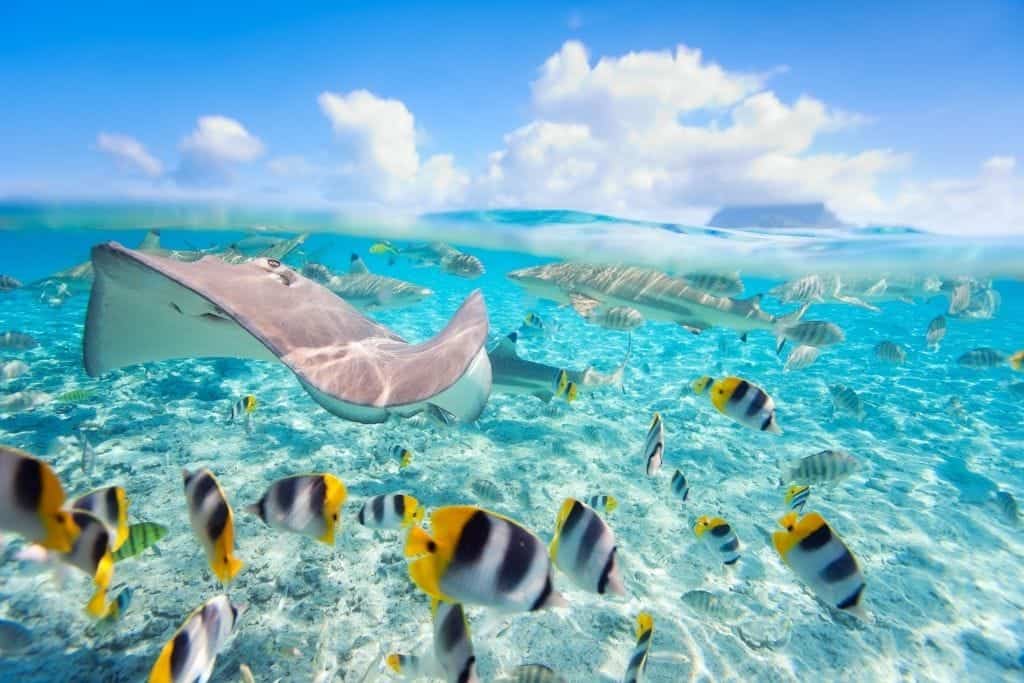 For more adventure take a jet ski and snorkel combo tour in Bora Bora to see the island and the sealife.