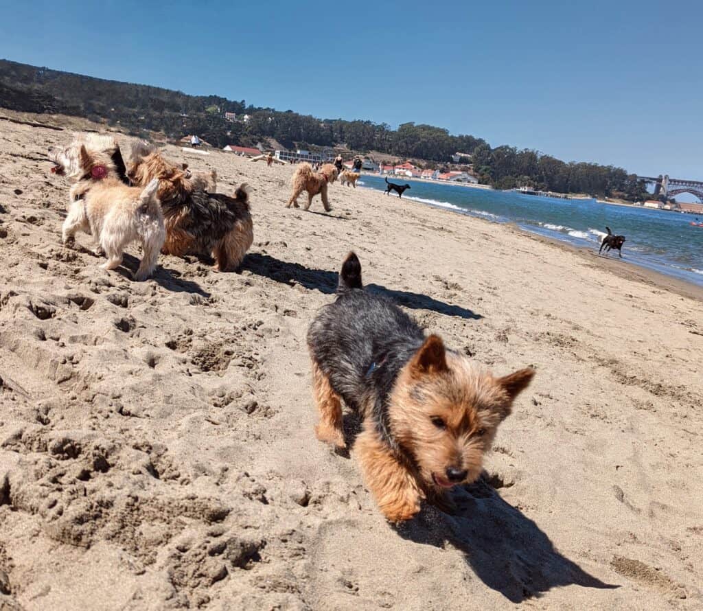 Dogs running and frolicking on the beach with water lapping behind them on a dog friendly date in San Francisco.