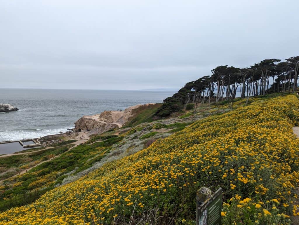 A view from the hike at Lands End with yellow flowers covering a slope down to the ocean.