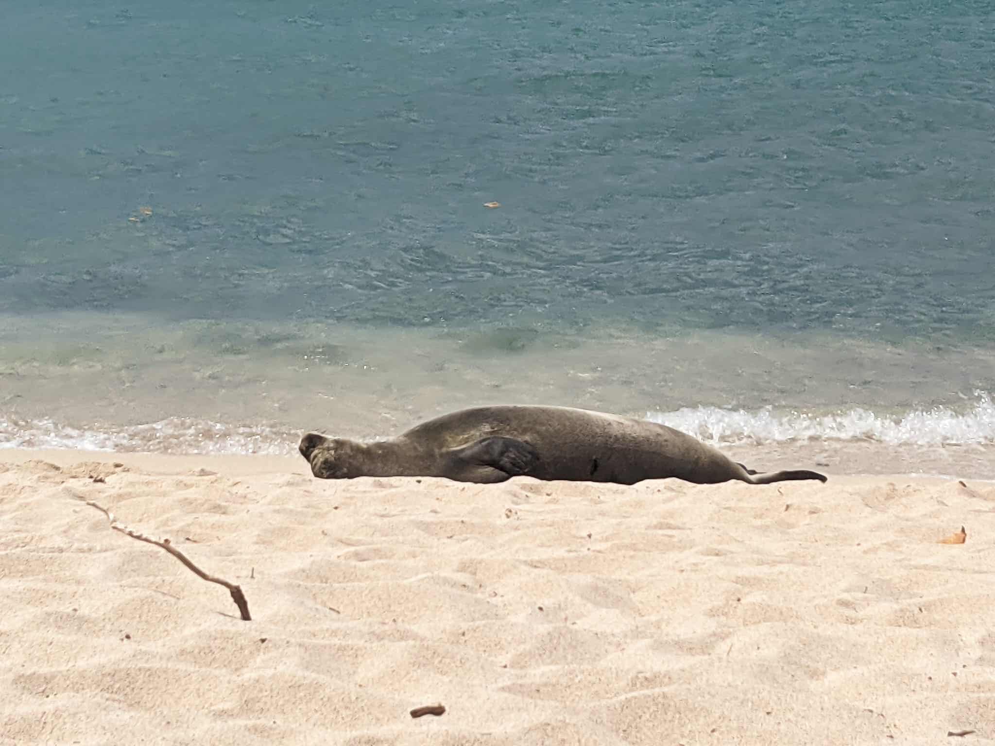 A seal laying face up in the sand on the beach on Big Island Hawaii.
