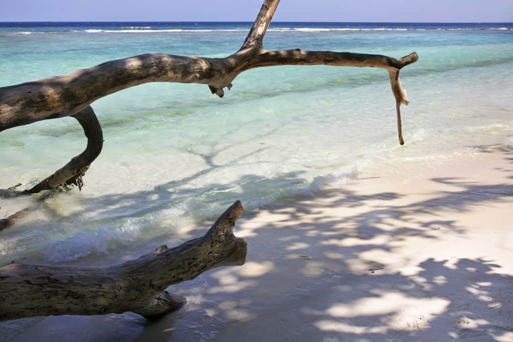 tree laying on a beach