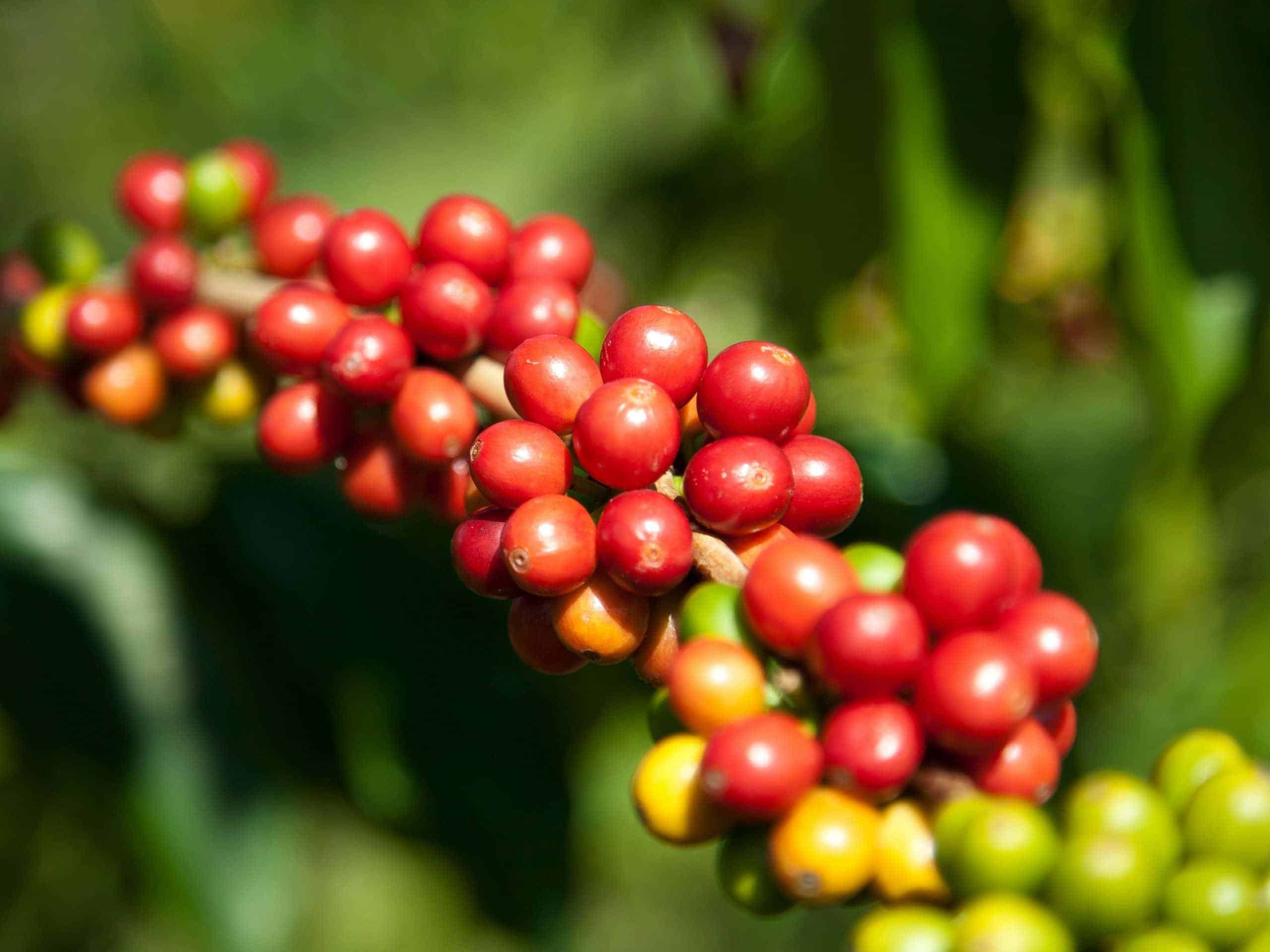 Ripe coffee cherries growing on a coffee tree in Big Island, Hawaii.