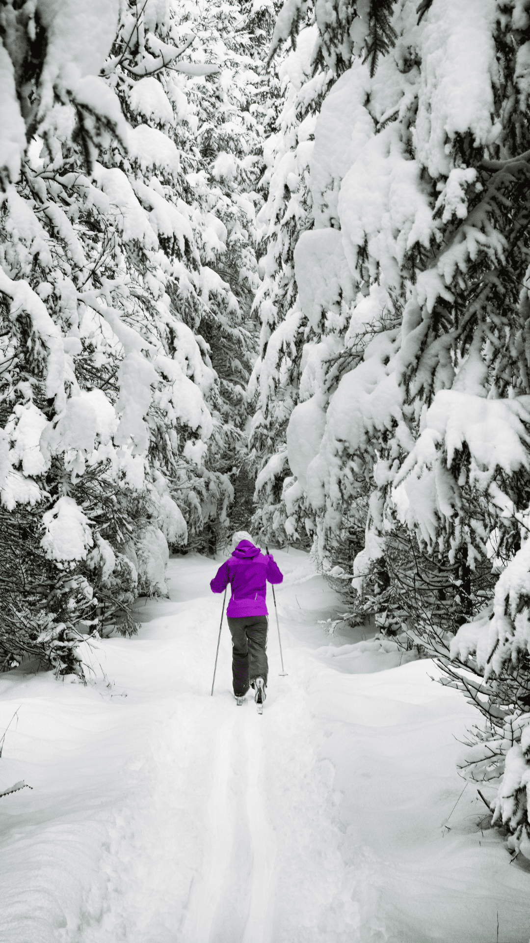 Skier in bright fuchsia jacket and black ski pants cross country skiing into large snow covered fur trees.